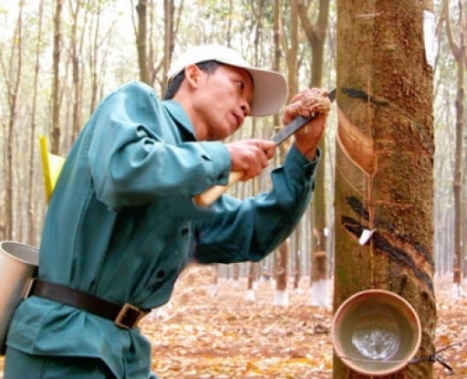 Cao su Việt xuất khẩu đứng thứ tư thế giới cao su viet xuat khau dung thu tu the gioi